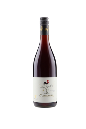 Elevate Your Celebrations with the Best Champagne and Best Red Wine from The Bottle Cellar