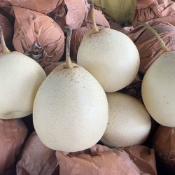 ya pear wholesale