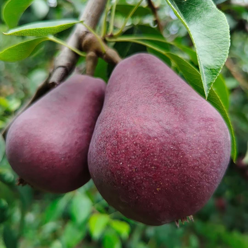 beer pear supplier