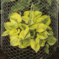 Garden Chicken Wire Netting Rust Prevention Galvanized