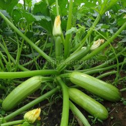 Jade 808 Hybrid Summer Squash Variety