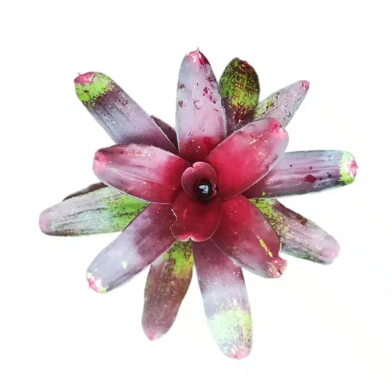 Bromeliad Plant – A Tropical Touch for Your Home
