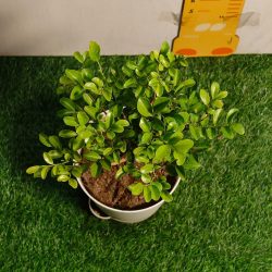 Discover Affordable Greenery: Your Guide to Online Plant Shopping in India