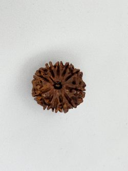 Buy Natural 11 Mukhi Rudraksha Nepali Bead – Certified & Blessed