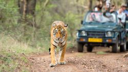 Bandhavgarh Awaits: Tailored Tour Packages for Every Explorer