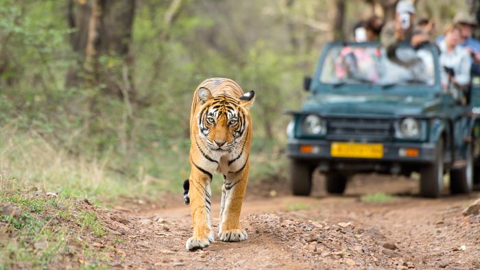 Bandhavgarh Awaits: Tailored Tour Packages for Every Explorer