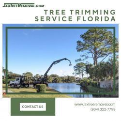 Tree Trimming Service Florida