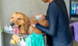 Dog Grooming In Ahmedabad