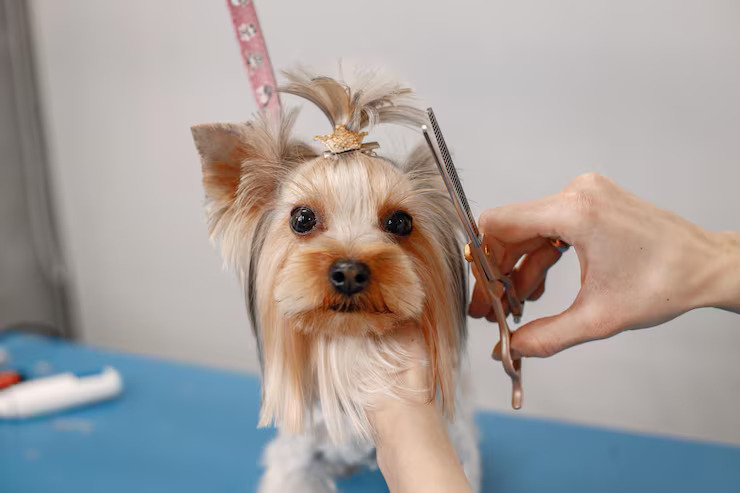 Dog Grooming In Hyderabad