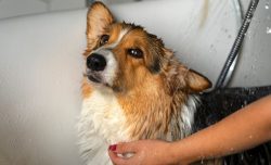 Dog Grooming In Kolkata