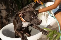 Dog Grooming In Pune