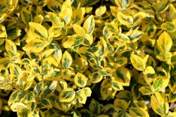 Transform Your Garden with Vibrant Flowering Shrubs