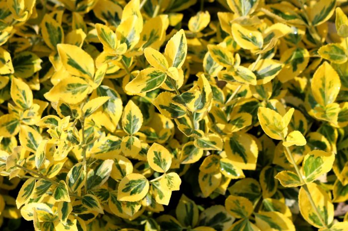 Transform Your Garden with Vibrant Flowering Shrubs