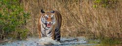 Tigers by Day, Tranquility by Night: A Stay in Bandhavgarh’s Luxury Havens