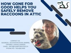 How Gone For Good Helps You Safely Remove Raccoons in Attic