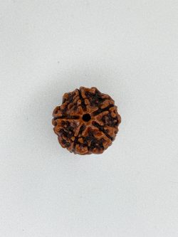 Buy Natural 5 Mukhi Rudraksha Nepali Bead – Certified