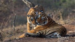 The Roar of the Wild: Ranthambore’s Tiger Safari Like Never Before