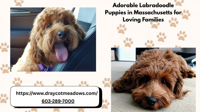 Adorable Labradoodle Puppies in Massachusetts for Loving Families