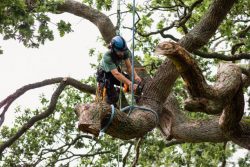 Tree Removal Services in East Yorkshire – JH Trees