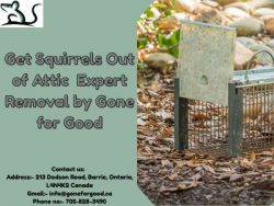Get Squirrels Out of Attic – Expert Removal by Gone for Good