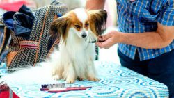 Dog Grooming In Noida
