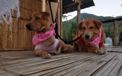 Dog Hostel In Lucknow