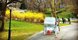 Carriage Rides in Central Park