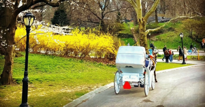 Carriage Rides in Central Park