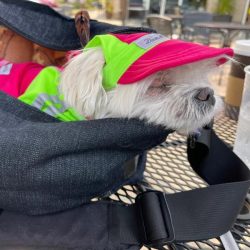 Small Dog Clothes & Accessories at Louie de Coton