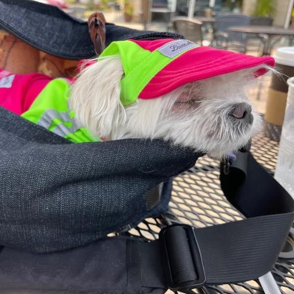 Small Dog Clothes & Accessories at Louie de Coton
