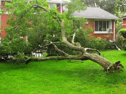 Professional Tree Service