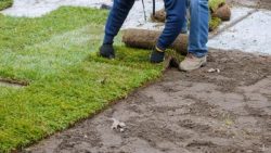 Sod Installation Service