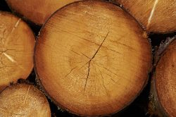 Top Timber Shop Sydney for Quality Building Materials