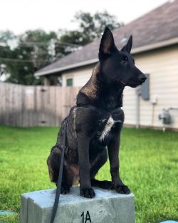 Malinois Watch Dogs: Your Trusted Source for Belgian Malinois Puppies for Sale in Texas