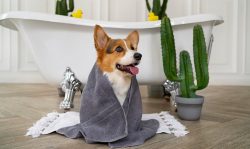 Dog Grooming In Agra