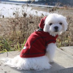 Stylish Reversible Dog Puffer Jackets for Every Pup