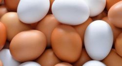 Egg Selling in Singapore – Reliable Suppliers for Businesses & Retailers