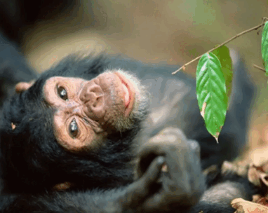 Gorilla Trekking Rwanda: Een Betoverende Ontmoeting in de Wildernis