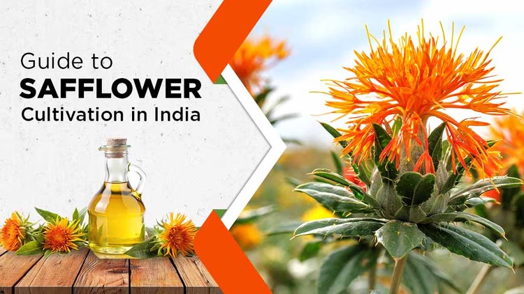 Guidelines for Safflower Cultivation in India.