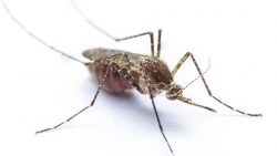 Mosquitoes control in Singapore | Ardent Pest Management