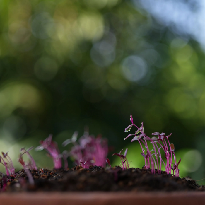 Srishthi Microgreens: Fresh Flavor, Vibrant Nutrition for a Healthier You