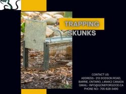 Gone for Good – Safe Trapping Skunks the Right Way