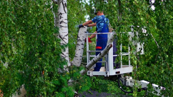 Champions Tree Service