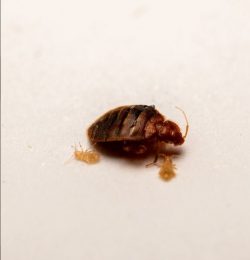 Best Company For Bedbugs Control Singapore