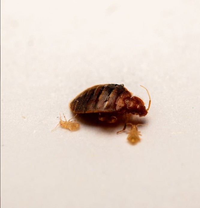Best Company For Bedbugs Control Singapore