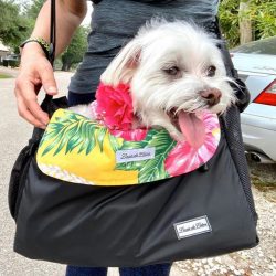 Travel-Ready Comfort: Stylish Blankets and Liners for Dogs on the Go