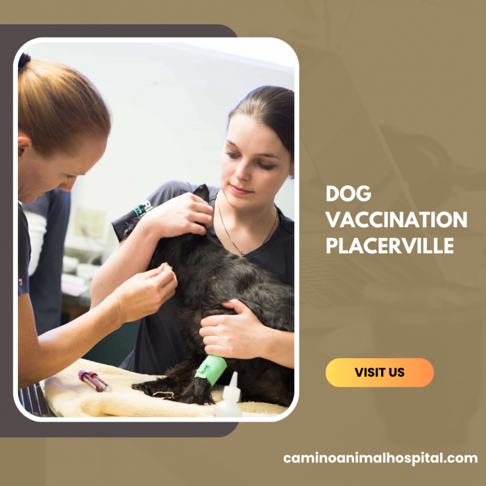 Trusted solutions for dog vaccination placerville