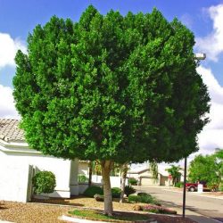 Ficus Hedge – Lush, Fast-Growing Ficus for Ultimate Privacy