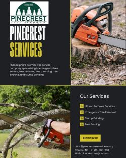 Expert Stump Removal Philadelphia for a Clean, Safe Landscape