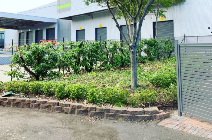 Arborist Sydney North Shore